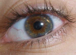 oeil