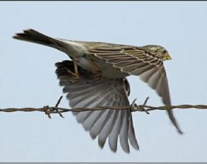 activistes civiles ardebil relaches