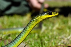 7779204091 un serpent en australie illustration