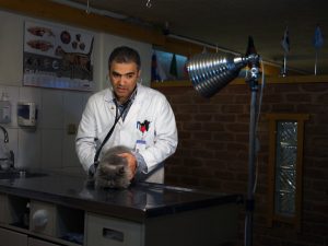 veterinaire iranien