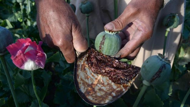 afghanfarmer opium