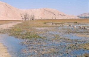 marécages sassèchent