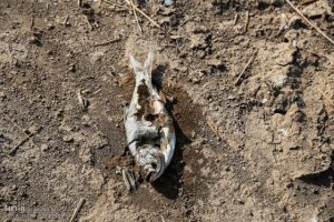 mort poissons iran