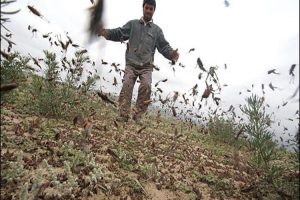 criquets pelerins ravagent iran