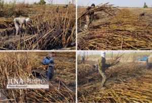 usine canne sucre iran