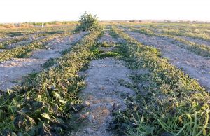 agriculteurs situation catastrophique iran