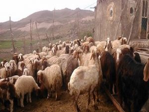 moutons eau iran