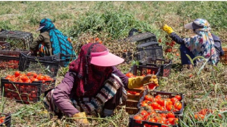 ouvrieres-agricoles-du-Khouzistan-iran-csdhi